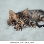 爱情岛 独家提供实用:让你轻松掌握恋爱技巧与秘籍 8q3kwl