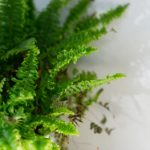 皇家华人免费观看完整版:畅享精彩剧情与华丽视觉盛宴的最佳选择 7n8xo01qs