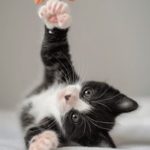 百漂者联盟网页版:探索全新网络赚钱机会与社交互动平台 eyjw263f1u