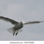 皮皮虾影视:探索最热影视作品,畅享视听盛宴! hu86l7